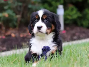 Mini Bernese - Bernalier Pups